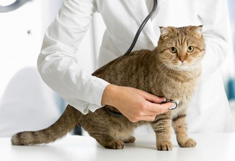 О чем говорит ветеринару вялость кошки?