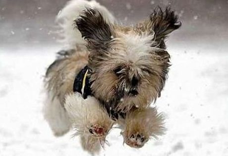 Поведение хозяев, когда собаку испугал падающий снег
