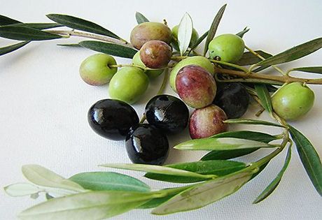 Лучшие среди средиземноморских оливок