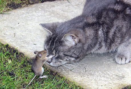 Должна ли кошка ловить мышей?