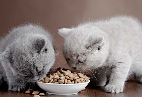 Оценка сухого корма: польза и вред для кошек