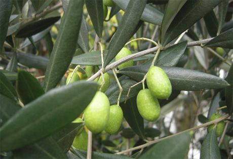 Золотые плоды масличного дерева
