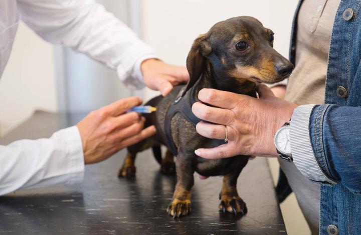 Какие прививки нужно сделать собаке весной