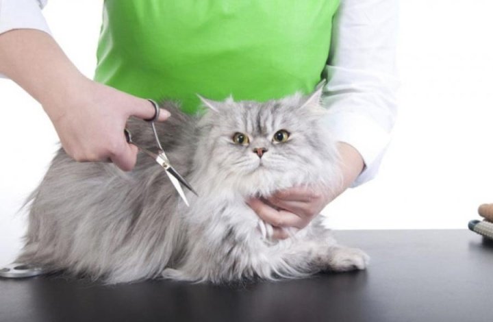 Как справиться с царапинами от кошки: советы по уходу и косметике