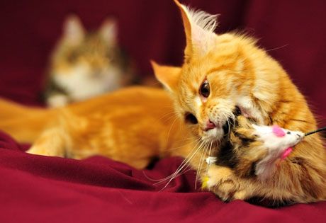 Кошки непоседы: как их приучить к порядку?