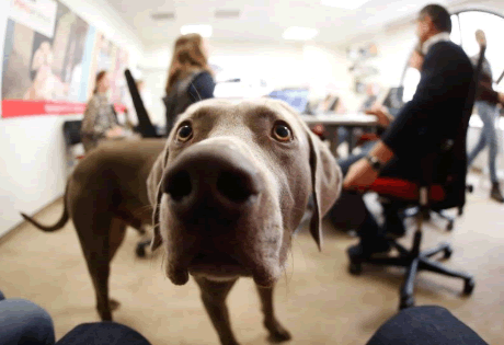 «Домашние животные на рабочем месте»: PURINA призывает компании открывать двери своих офисов для собак