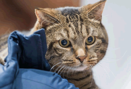 На OZON появились лежанки для питомцев #БРОНЕБАГАЖ, вдохновлённые историей кота Виктора
