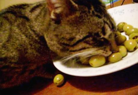 Коты-гурманы: необычные предпочтения в еде