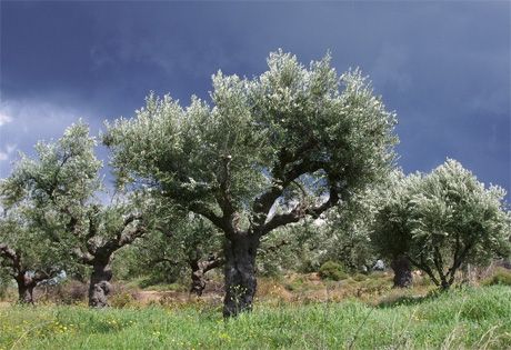 Тонкости выращивания оливы