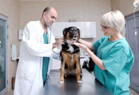 Почувствуй себя ветеринарным врачом