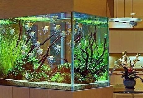 Какой аквариум выбрать