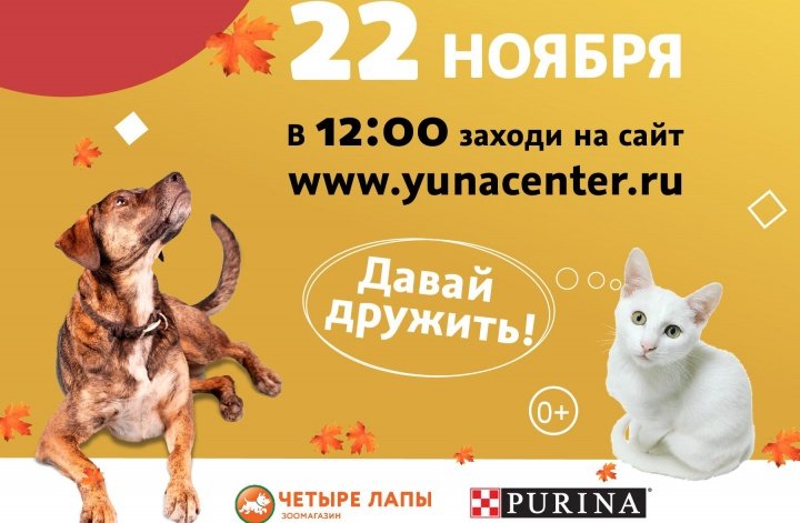 Центр реабилитации временно бездомных животных «Юна» проведет онлайн выставку-пристройство собак и кошек из приютов
