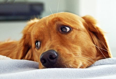 Причина слезящихся глаз у собаки