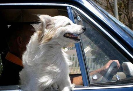 Собака высовывает морду в окно – что делать?