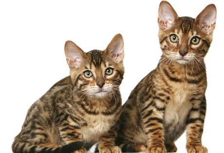 Самые редкие и дорогие кошки в мире