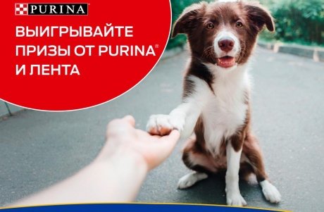Purina и «Лента» запускают социальную акцию «Делитесь добром!», призванную помочь животным из приютов