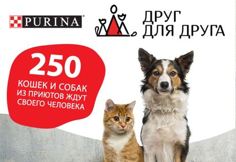 250 кошек и собак из приютов приедут на городской фестиваль PURINA® «Друг для друга»