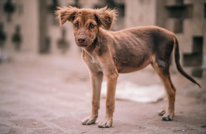 Mars Petcare опубликовала первый в истории глобальный  Индекс бездомности кошек и собак